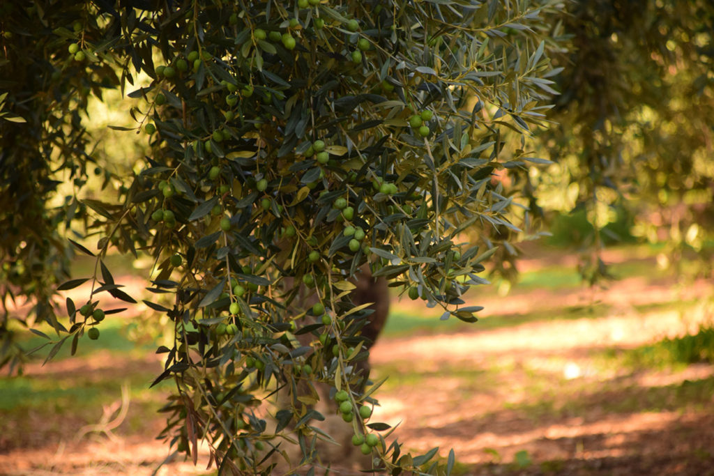 olives-1752187_1920-72
