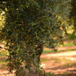 olives-1752187_1920-72